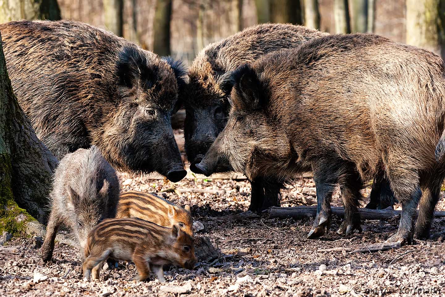 Fight against the proliferation of wild boar in the Var