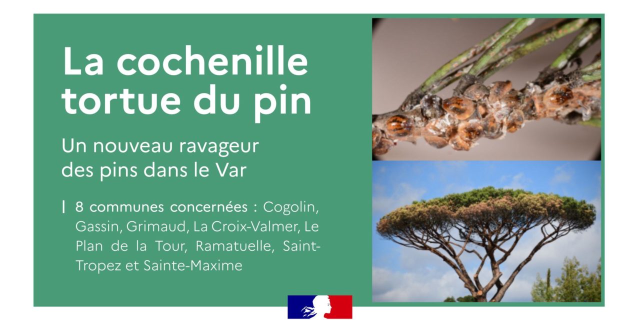 Lutte contre la cochenille tortue du pin