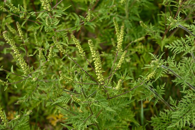 Allergy: start of ragweed pollen allergy season