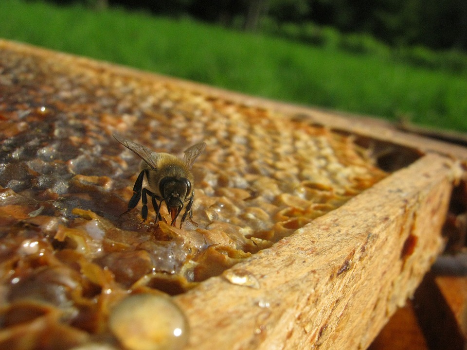 Entre le 1er septembre et le 31 décembre : Déclarez vos ruches 