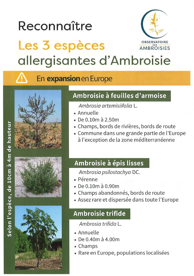 Lutte contre l'ambroisie 