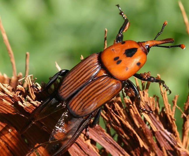 Lutte contre les espèces invasives 