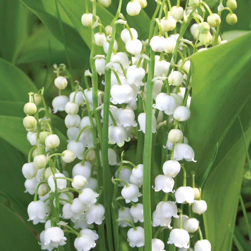 Regulation of 1st May lily of the valley sale